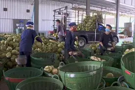 椰香飘入进博会，中国市场疫期助力泰国椰企销量增长视频封面