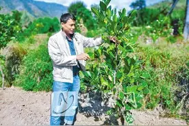 易门县木厂村：种下菠萝蜜走上“甜蜜”致富路图片