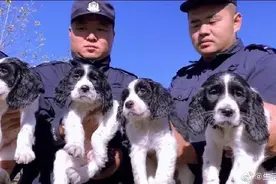 哈尔滨警犬基地“新兵汪”入列，邀您来起名图片