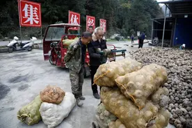 岚皋的魔芋平利的茶 感受安康品牌魅力图片