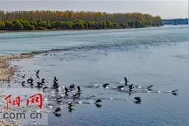 吉利黄河湿地国家级自然保护区：秋色斑斓景迷人 水鸟群飞别样美图片