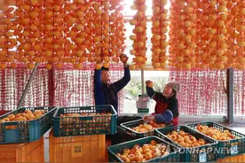 韩国庆南咸阳郡云谷村村民金秋时节晒柿忙图片