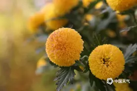 兰州菊花深秋怒放 繁花似锦姿态各异图片
