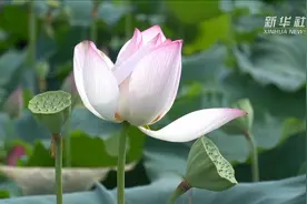 全面建成小康社会“百城千县万村调研行”|广东博罗县：“健康乡村行活动”惠及基层民众视频封面