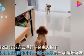 狗狗连喊带比划叫小伙伴出门玩，肢体语言贼丰富！网友：急得就差说话了图片