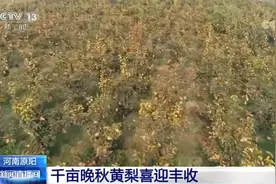 「丰收景象」河南原阳：千亩晚秋黄梨喜迎丰收图片