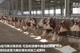 看万头“全电化”养牛场如何养牛视频封面