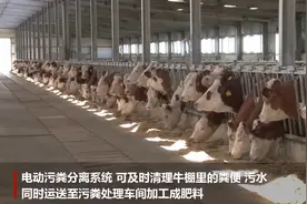看万头“全电化”养牛场如何养牛视频封面