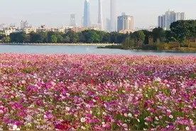 深秋正值赏花时，广州海珠有片波斯菊花海视频封面
