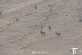 野生马鹿现身新疆和静图片