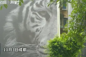 30秒 | 猛兽“街头出没”！成都这只老虎由法国摄影师定制视频封面