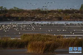 曹妃甸湿地：东方白鹳舞翩跹图片