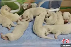 分娩时间仅隔半天 9只北极狼宝宝诞生浙江湖州图片