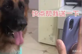 网红狗下楼给小主人送水杯走红，深圳城管：违反养犬条例罚五百图片