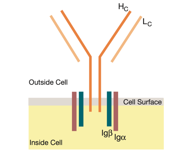 人人学懂免疫学：第十期