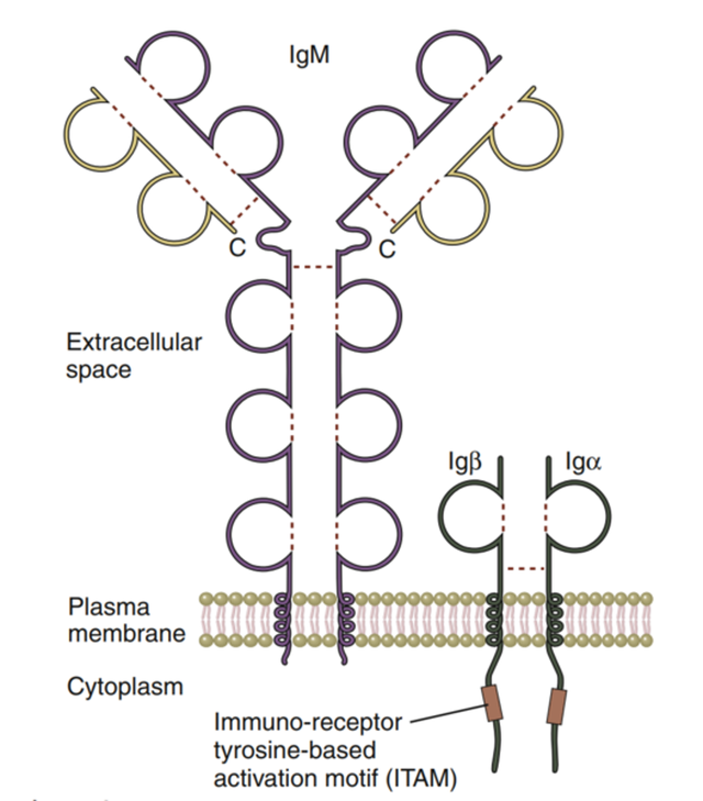 人人学懂免疫学：第十期