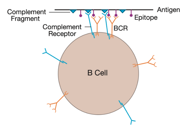 人人学懂免疫学：第十期