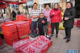 陕西洛川：残疾人屈万平的苹果致富路图片