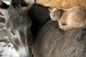 跨物种的友谊：猫咪和驴子成为好朋友图片