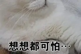 可怕！东莞一小区26层楼住户窗外惊现一大群“不速之客”，吓到窗都不敢打开……图片