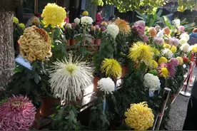 那年金秋，菊展上的“蹭镜头”与“被抓拍”图片