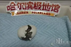 企鹅诞生新宝宝 白鲸家族新家落成图片