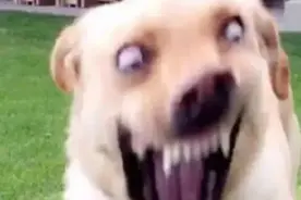 网红狗“糯米”走红网络，主人却被点名收罚单图片