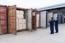 南通海关在进口棉花中截获活体剧毒棕色寡妇蛛图片