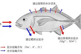 海水那么咸，我们只能“望洋兴叹”吗？丨科普硅立方图片