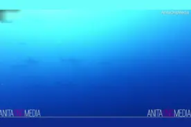 200多只鲨鱼环绕身边 澳女子潜水时拍到惊人一幕图片