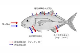 海水那么咸，我们只能“望洋兴叹”吗？丨科普硅立方图片