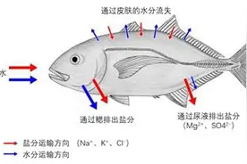 海水那么咸，我们只能“望洋兴叹”吗？丨科普硅立方图片