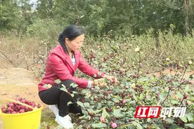江华桥市乡：引进种植洛神花 产量高效益好图片