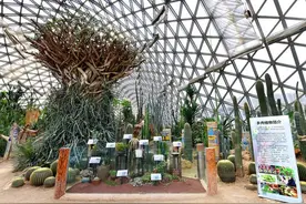 可以吃的多肉植物进来了解一下，辰山植物园专题展正在进行中……图片