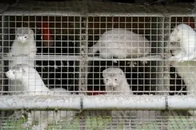 丹麦政府叫停大规模水貂捕杀计划 已宰杀约250万只图片