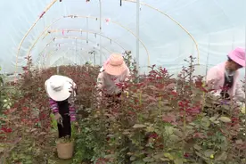 龙武镇：甘蓝菜奏响富民增收曲图片