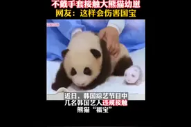 韩女团BlackPink不戴手套摸熊猫幼崽，中国大熊猫研究中心：正调查处理图片