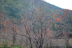走进美丽新九寨｜探访：九寨沟旅游复苏，村民满怀信心摆摊卖柿子图片