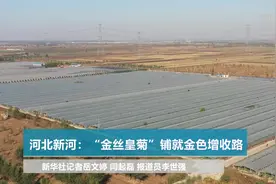 河北新河：“金丝皇菊”铺就金色增收路视频封面