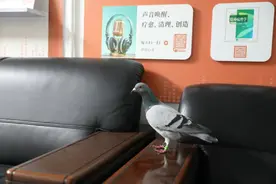 深圳晚报办公区飞来一只信鸽图片