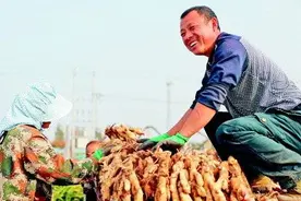 丰收季遇上好行情，潍坊安丘大姜挺抢手图片