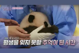 韩国艺人违规接触熊猫幼崽惹怒网友，大熊猫到底能不能摸？图片