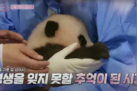 韩国艺人违规接触熊猫幼崽惹怒网友，大熊猫到底能不能摸？图片