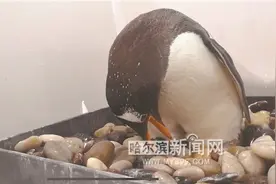 极地馆添丁 小企鹅降生图片