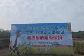 亩产3000斤是如何种出来的？探访超级稻衡南基地图片