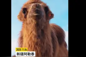 新疆1700多头骆驼集体做B超，快速判断母骆驼是否配种成功图片