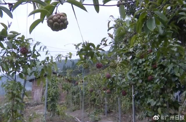 这种水果你见过吃过吗？广东老伯试种六年成功种出“黑老虎”
