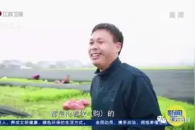 灌云“西瓜书记”第二次丰收，这次是芦蒿图片