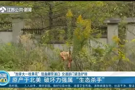 破坏力强属于生态杀手！南京交通部门紧急铲除“加拿大一枝黄花”视频封面