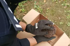 小刺猬溜进居民家中，巡逻民警帮助它重归自然图片